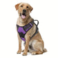 Dog Harness No Pull with 2 Leash Clips, Adjustable Soft Padded, Reflective Oxford No Choke Pet Vest with Easy Control Handle PawsnHeart