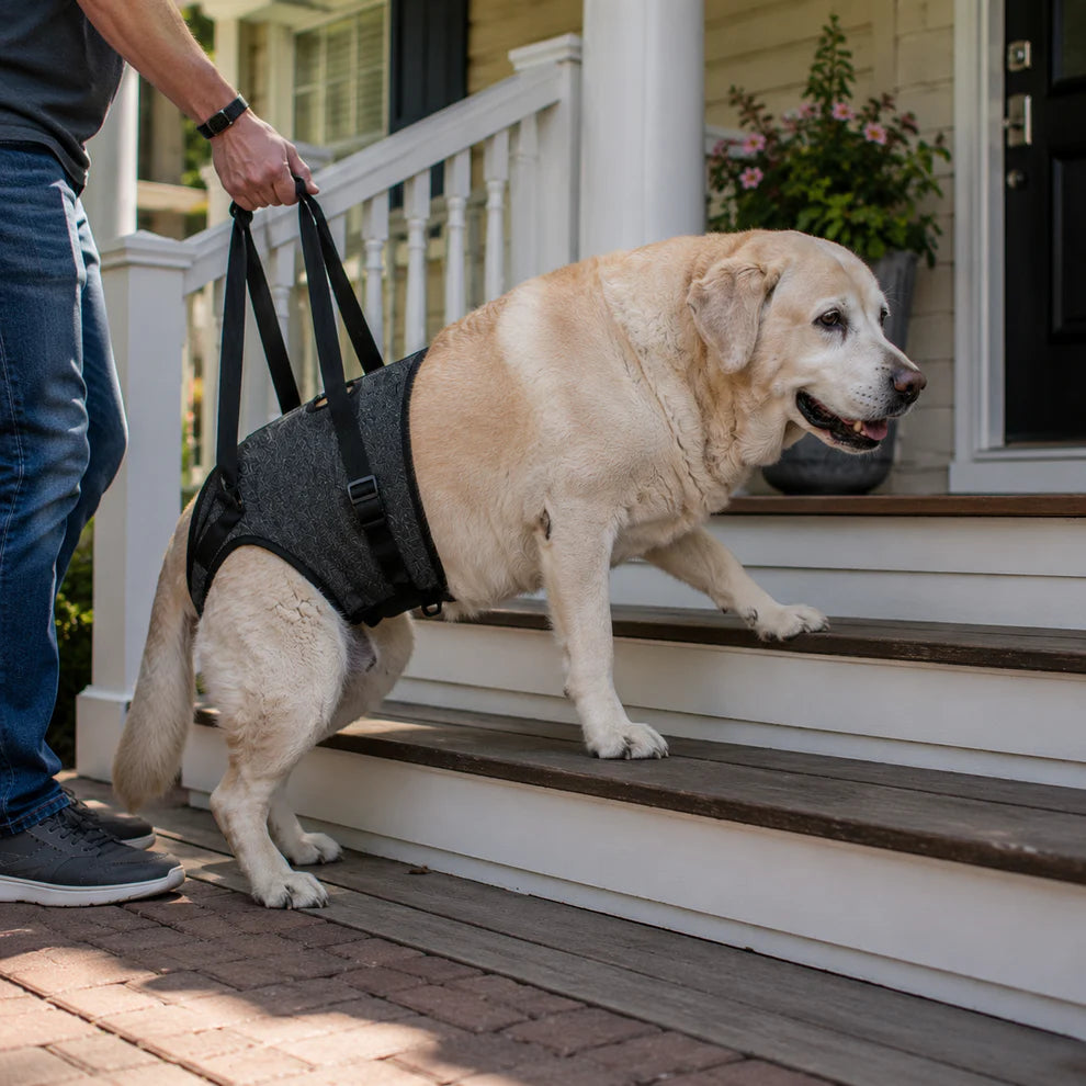 PawAssist™