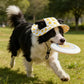 SunnyPaws™