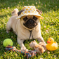 SunnyPaws™