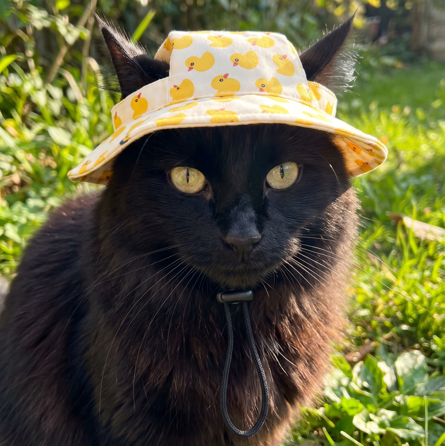 SunnyPaws™
